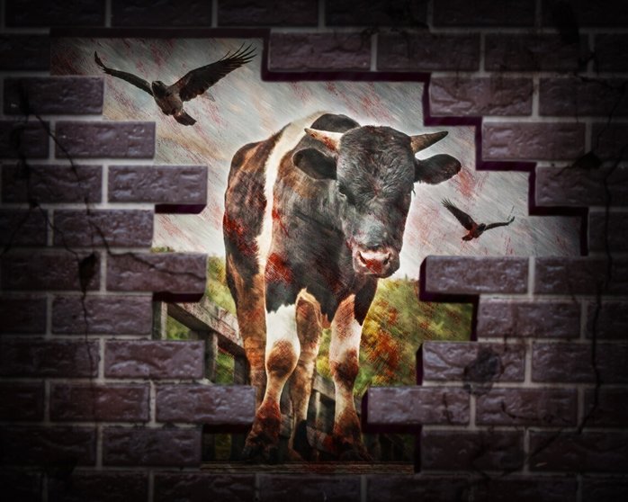 Bloody bull with crows struck a brick wall. Photos in the grunge style.