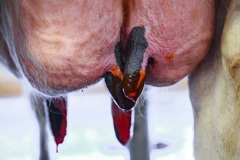 Close-up of the udders of a dairy cow to which a disinfectant has been applied